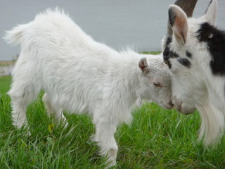 Goat with kid