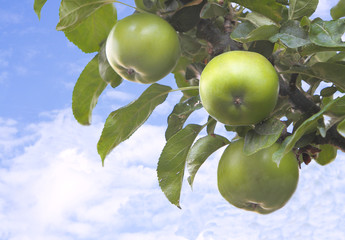 A tree branch with green apples against a blue sky