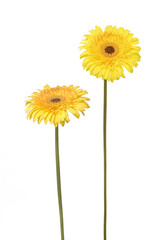 two daisy