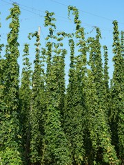 Fototapeta premium hop garden - Bavaria, Germany (3)