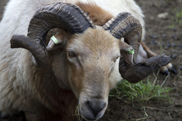 Dutch Heath sheep