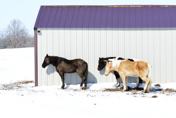 Naklejka premium Three Horses by Barn with Purple Roof