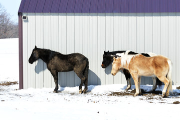 Three Horses by Modern Barn