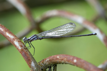 Skimming bluet - (Enallagma germinatum)