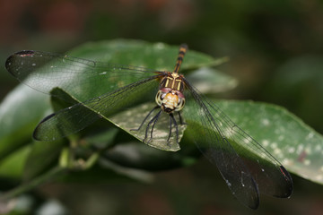 Libellula