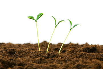 Green seedling illustrating concept of new life