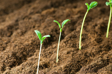 Green seedling illustrating concept of new life