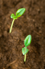 Green seedling illustrating concept of new life