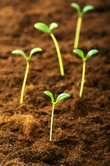 Green seedling illustrating concept of new life