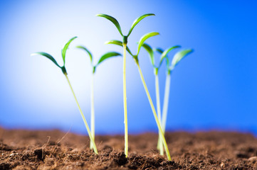 Green seedling illustrating concept of new life