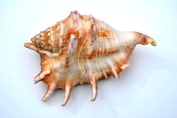 Sea Shell