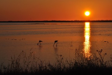 Naklejka premium soir d'été en Camargue 1