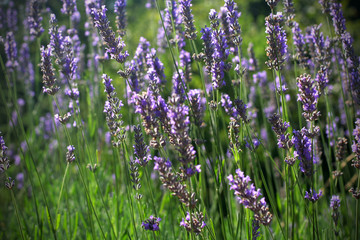 Naklejka premium Blooming closeup lavender