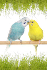 A pair of budgerigars