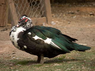Muscovy duck