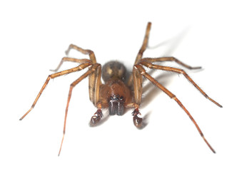 Web spider isolated on white background