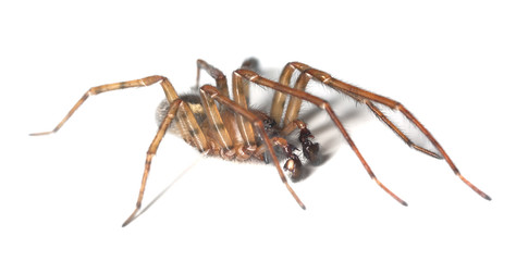 Web spider isolated on white background