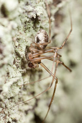 Hunting spider on wood. Extreme close-up.