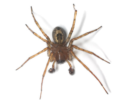 Web spider isolated on white background