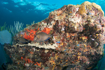 Fototapeta na wymiar Coral Ledge Compostion, zdjęcie zrobione w południowej Florydzie