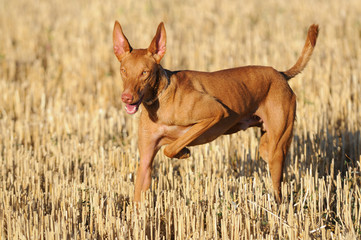 Podenco de muestra