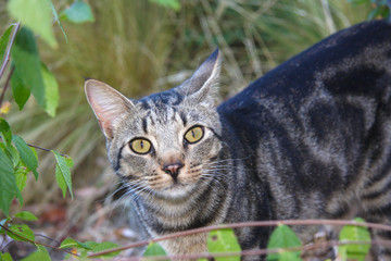 Feral Tabby