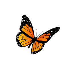 Obraz premium Monarch butterfly