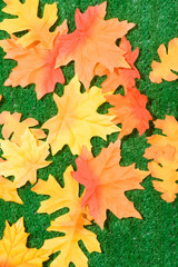 Fall colors on the grass