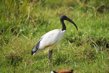 Heiliger Ibis