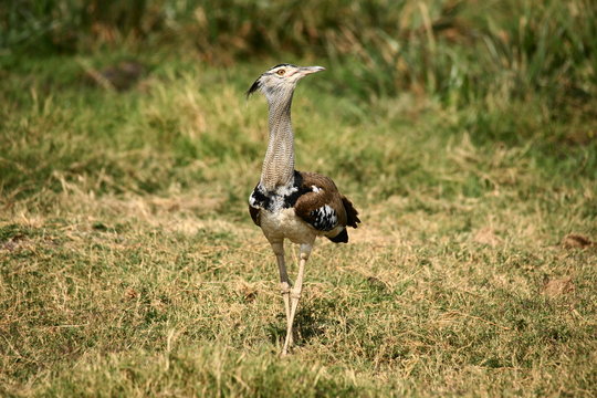Riesentrappe