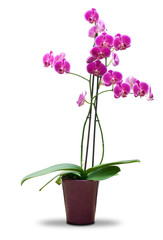 Naklejka na ściany i meble roślin w doniczce odizolowane białe tło różowa orchidea - Plain