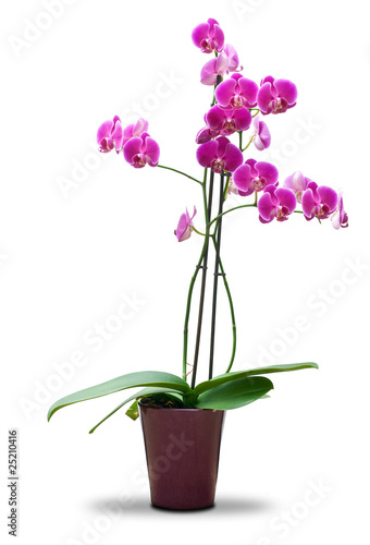 Plante à Fleur En Pot Orchidée Rose Isolé Fond Blanc
