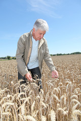 Naklejka na ściany i meble Agronomist working in wheat field in summer season