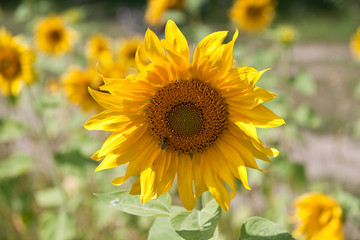 Fototapeta premium sunflower growing in field