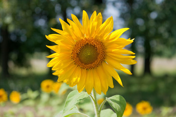 Sunflower