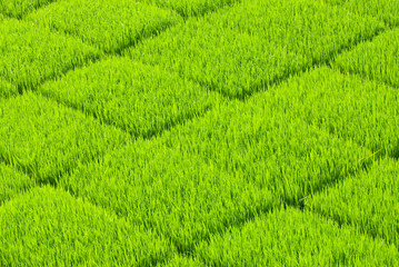 Soft and fresh grass square