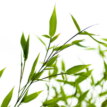 image d'un bambou vert sur fond blanc - nature