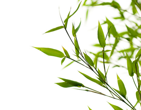 tiges de bambou vert sur fond blanc - feuilles vertes