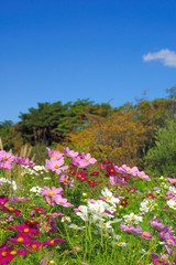 ポップなコスモス