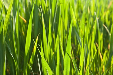 Fototapeta na wymiar closeup green grass