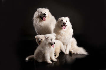 Family Of Samoyeds