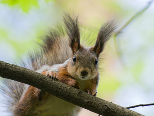Sciurus vulgaris, Red squirrel (Eurasian)