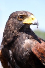 Harris Hawk