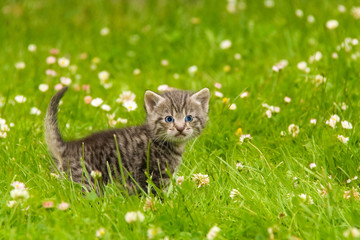 Kitten