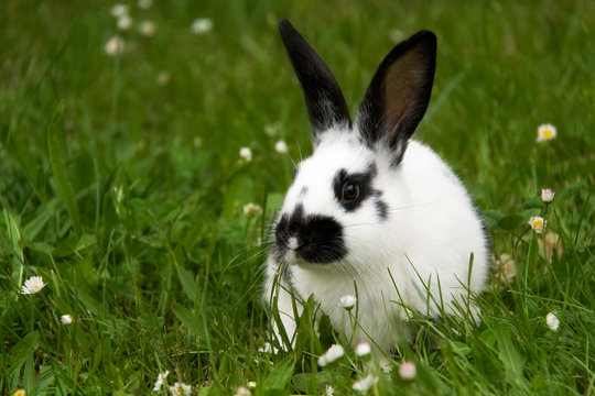 Kaninchen