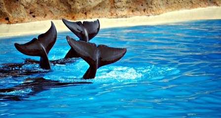 cola de delfines © dulsita