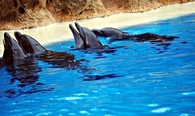 cuatro delfines © dulsita