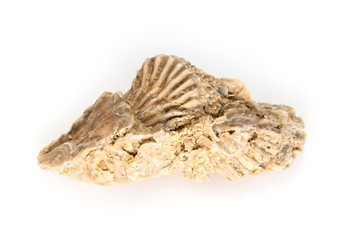 jurassic shell cluster © michal812