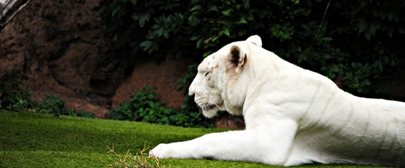 tigre blanco