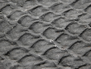 Lycopodium - lepidodendron © michal812